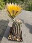 Preview: Echinocereus ctenoides